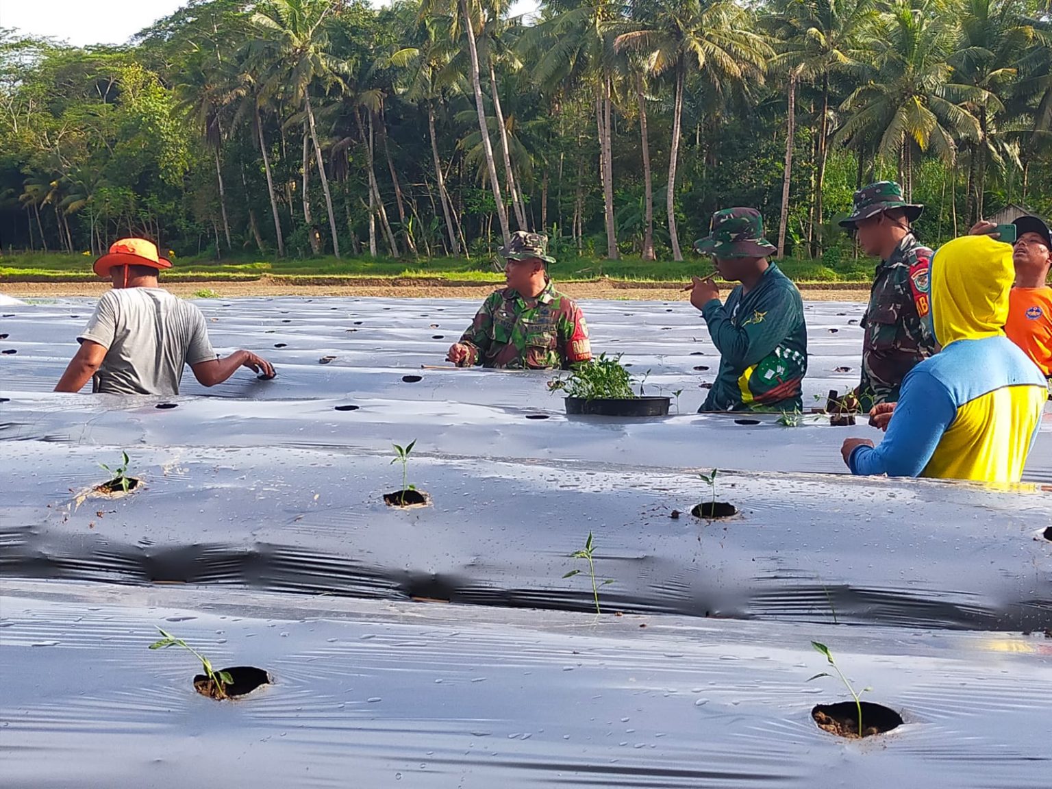 Dukung Program Ketahanan Pangan, Dandim 0625/Pangandaran Pimpin Langsung Penanaman Bibit Cabai, Jagung, dan Melon