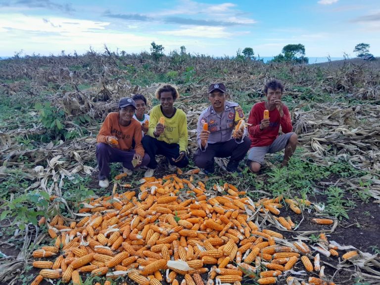 Dukung Ketahanan Pangan di Desa Binaannya, Bhabinkamtibmas Desa Talonang Baru Dampingi Petani Saat Panen Jagung