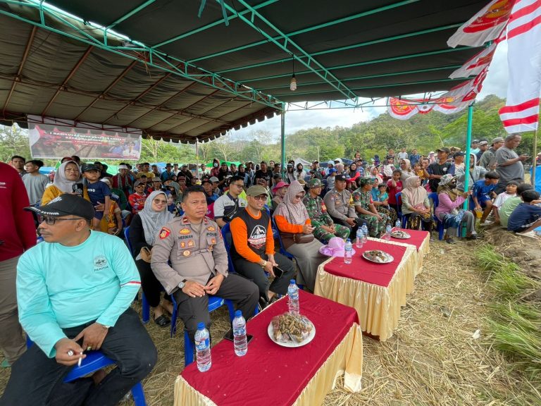 Lomba Barapan Kerbau Meriahkan HUT RI ke-80 di Desa Sekongkang Atas