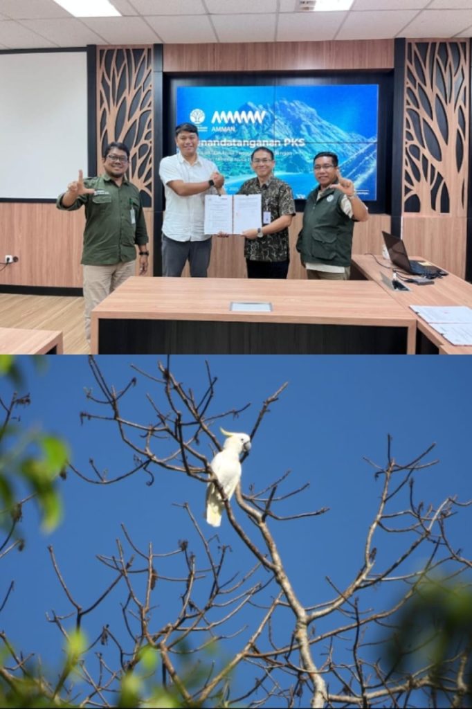 Menjaga Nafas Kelestarian di Jantung Sumbawa Barat: Sinergi AMMAN dan BKSDA NTB untuk Alam Indonesia