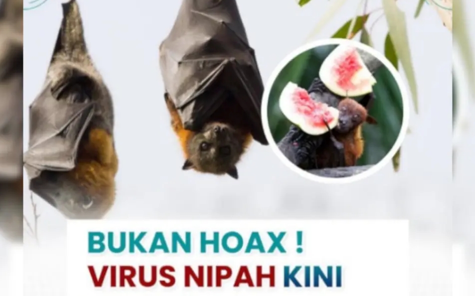Meski Belum Ditemukan, RSUD Pandega Imbau Masyarakat Tetap Waspada Ancaman Virus Nipah