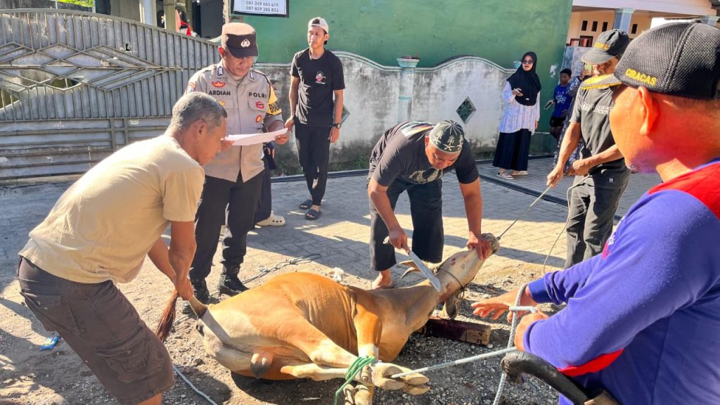 Bhabinkamtibmas Seteluk Tengah Dampingi Pemotongan Hewan Kurban Polres Sumbawa Barat