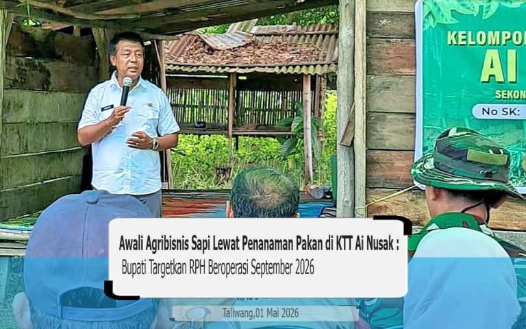 Pemkab Sumbawa Barat Mulai Realisasikan KSB Maju LB, KTT Ai Nusak Jadi Percontohan Agribisnis Sapi Modern